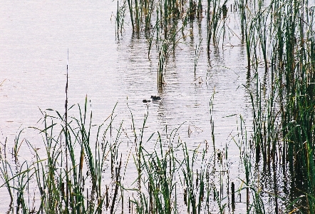 [Eyes and snout of alligator sticking out of water.]